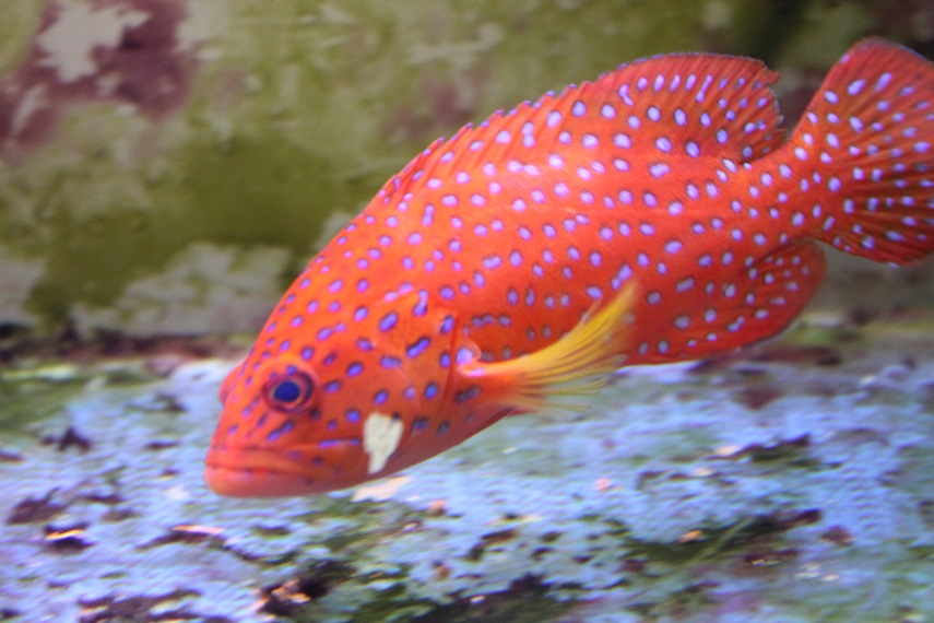 有什么红色的鱼?