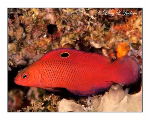 阿鲁阿图火焰鬼王,小量接受预定 - 我的相册 - C