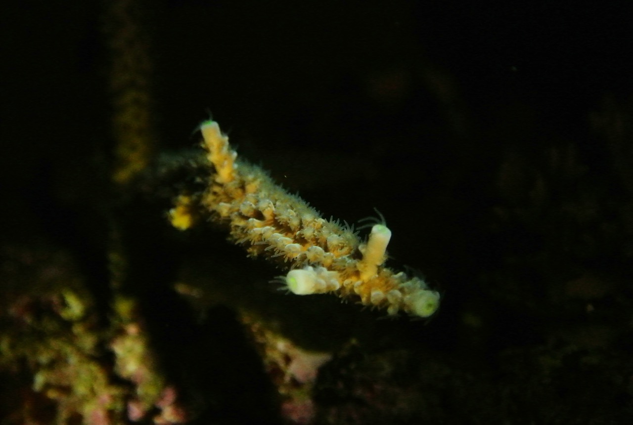班的假绵羊虾 某鳞 永远作惊恐状的火焰鹰 某脑 装酷的机械虾 橙飞盘 某枝