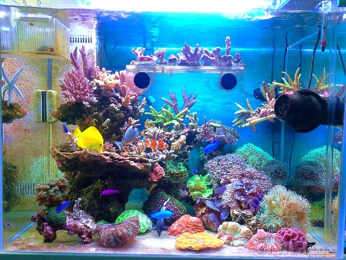 树脂活石加细菌屋饲养硬骨半年(目前一年)。6