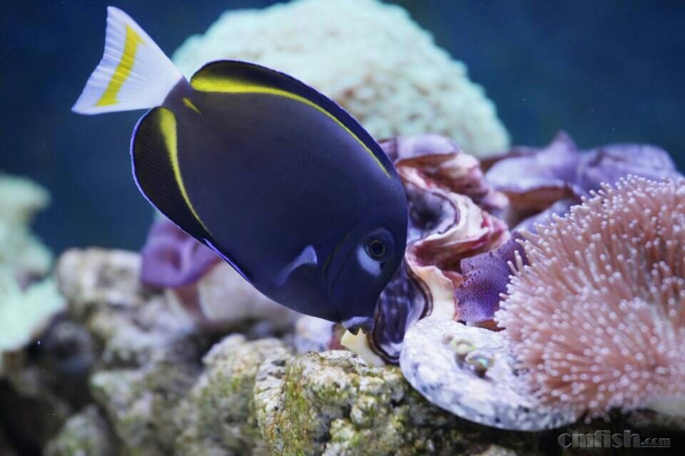 树脂活石加细菌屋饲养硬骨半年(目前一年)。6