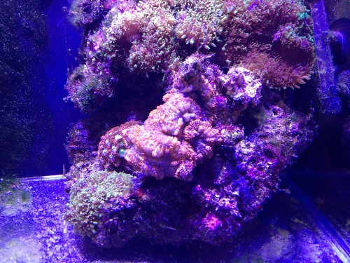 青岛清缸转珊瑚菇