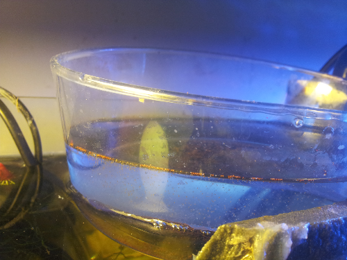 浅盘法孵化丰年虾~超简单!经验分享,适合小型