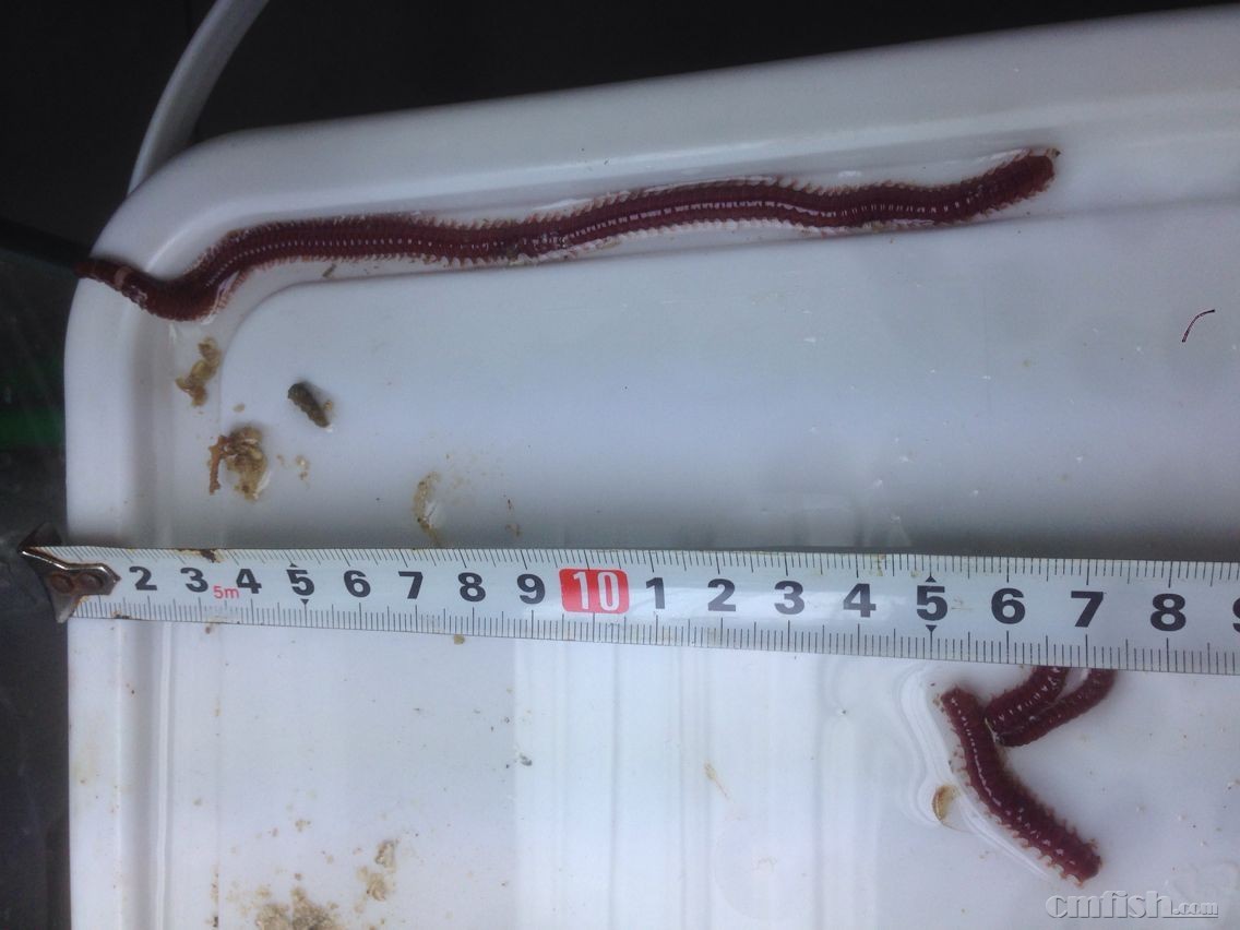 (原来叫博比特虫)有人认识这虫子么?抓到了。