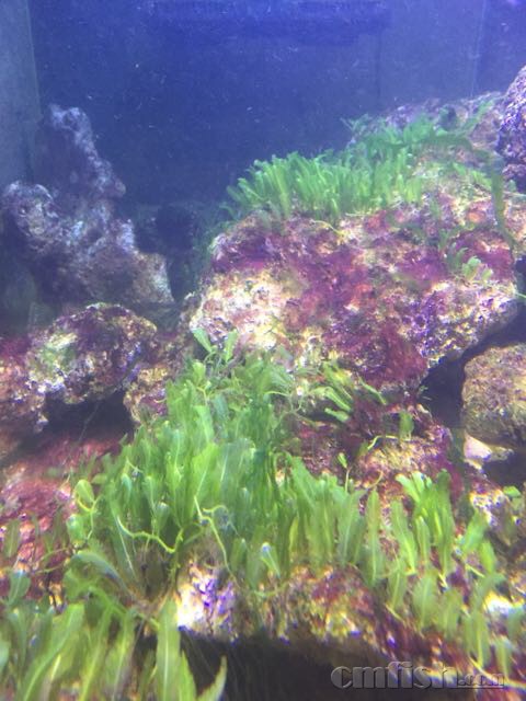 活石冻过 爆藻不出丝藻 怎么办? - ◆初学者咨询