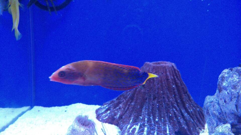 出软体珊瑚,各种鱼 - 北京地区 - CMF海水观赏