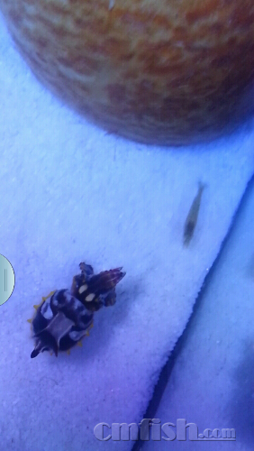 火焰乌贼秒虾了,凶狠的小怪物 - 北京地区 - CM