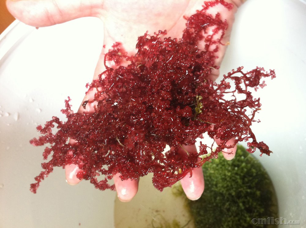 送些葡萄藻,家里的太多了,有要的联系我 - 北京