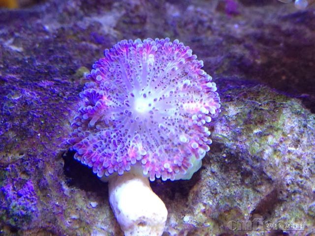 这是要灭团的节奏… - 海水观赏鱼综合讨论区 