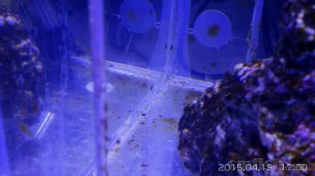 鱼缸出现褐色斑点 - ◆初学者咨询(Beginners) 