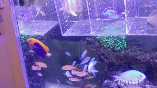 出10厘米大火背仙能吃能拉 不肯走跳缸自杀了