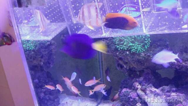 出10厘米大火背仙能吃能拉 不肯走跳缸自杀了