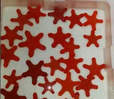 日本饼干海星、澳洲黑公子