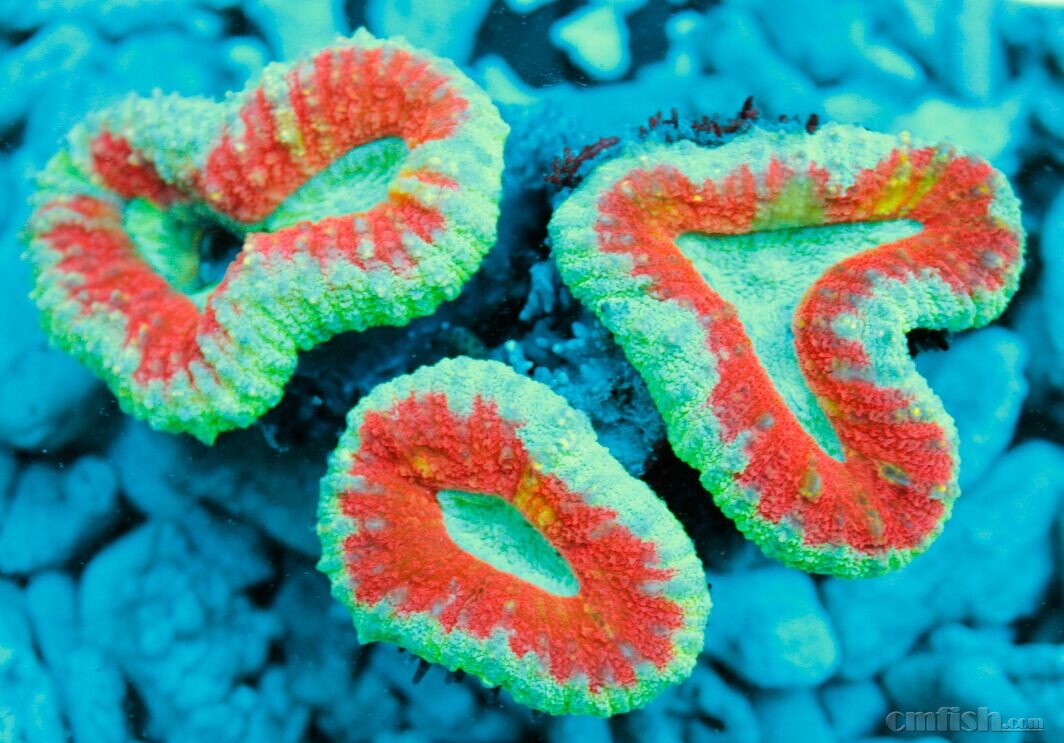 【猫珊】5.16更新精品软体库存,qq379449739