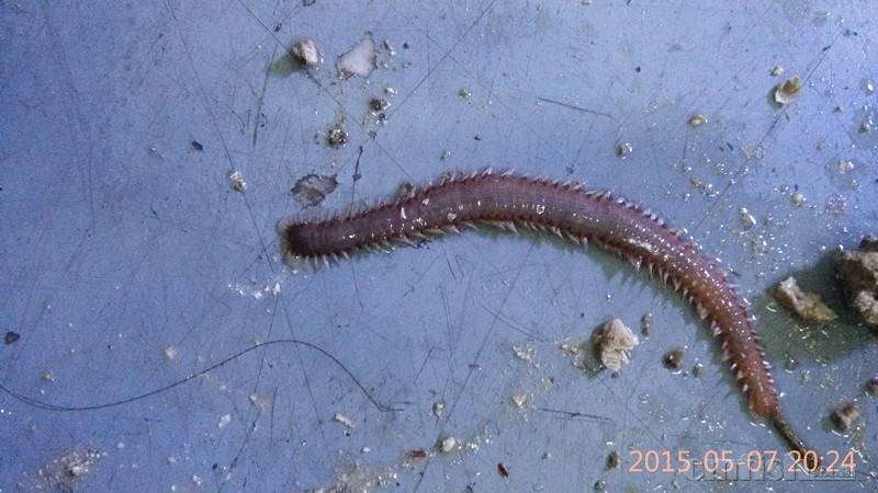 咨询--一个长长的虫子--像蜈蚣--请鉴定