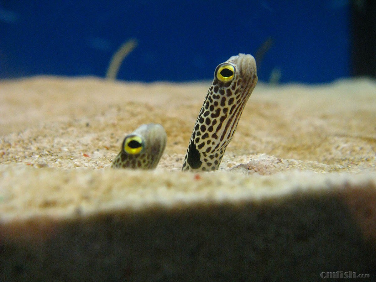 【图鉴】花园鳗类(Garden eel:Gorgasia&Hete