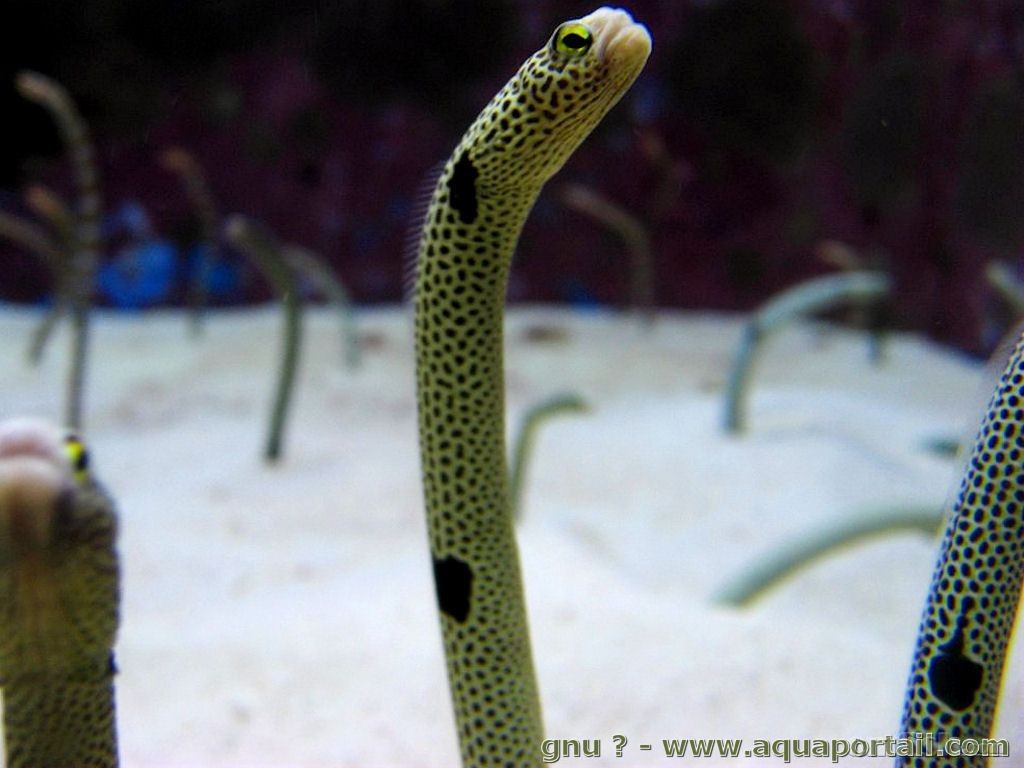 【图鉴】花园鳗类(Garden eel:Gorgasia&Hete