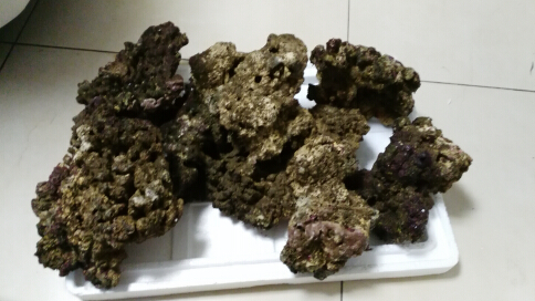 深圳转一些珊瑚，鱼和活石 - 广东地区 - CMF海水观赏鱼论坛