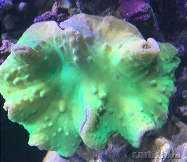 北三环化工大学南门出amf原装60缸灯、大荧光