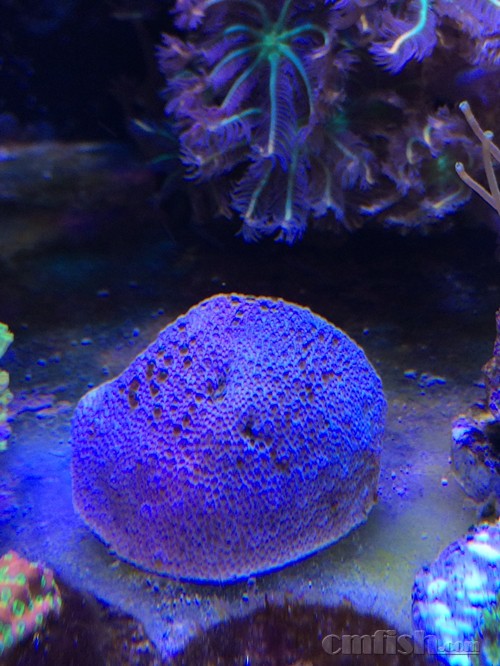 出阿鲁阿图 皮革! - 上海地区 - CMF海水观赏鱼