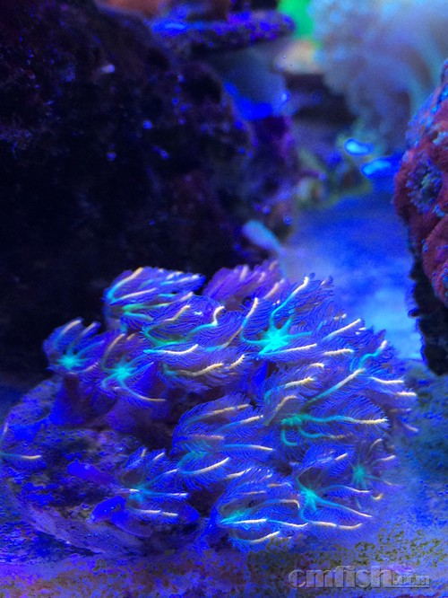 出阿鲁阿图 皮革! - 上海地区 - CMF海水观赏鱼