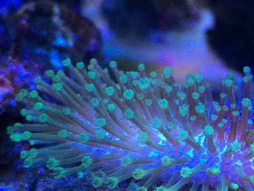 出阿鲁阿图 皮革! - 上海地区 - CMF海水观赏鱼