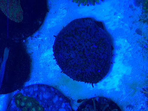 出阿鲁阿图 皮革! - 上海地区 - CMF海水观赏鱼