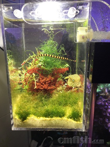 出条斑节海龙和m号木瓜 腾地方养水母 - 鱼友二