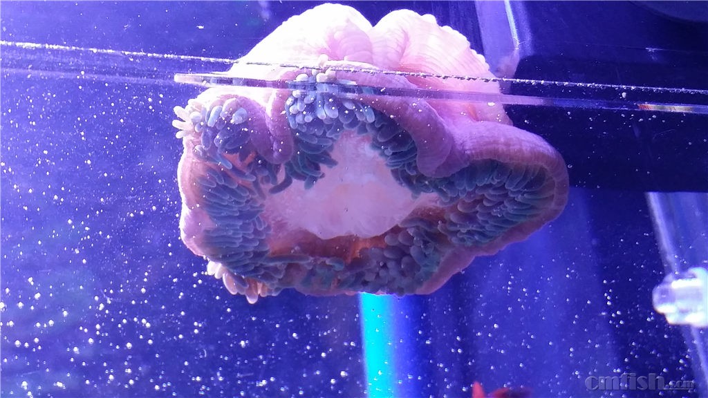 请教新近奶嘴珊瑚种类 - 珊瑚软体 - CMF海水观赏鱼论坛