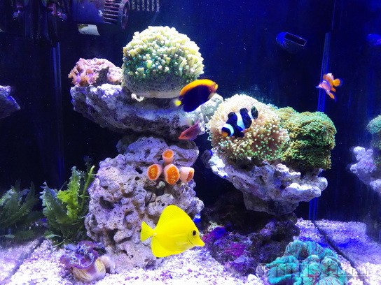 出爆好藻的活石,东非蓝圈,火背仙 - 北京地区 - 