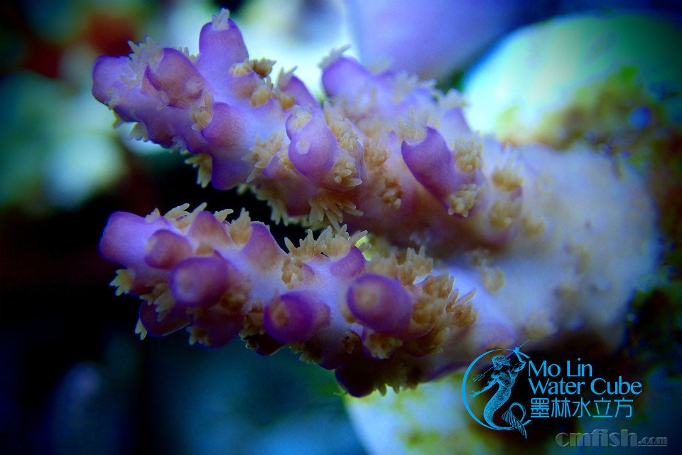 【墨林水立方】黄花鹿角 大花蓝长 红图钉 绿眼