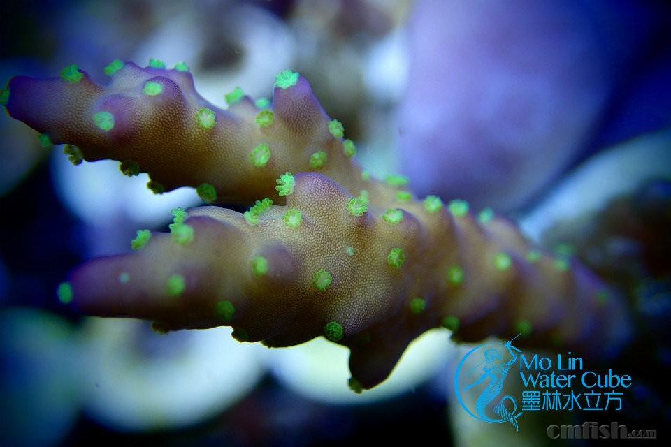 【墨林水立方】黄花鹿角 大花蓝长 红图钉 绿眼