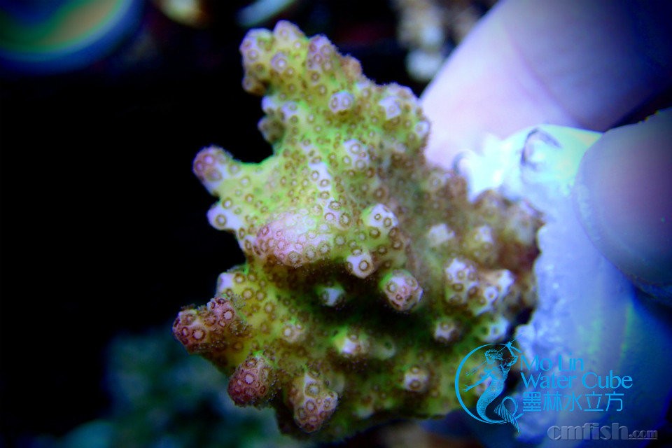 【墨林水立方】黄花鹿角 大花蓝长 红图钉 绿眼