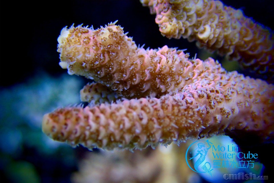 【墨林水立方】黄花鹿角 大花蓝长 红图钉 绿眼