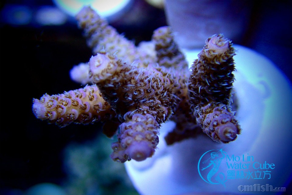 【墨林水立方】黄花鹿角 大花蓝长 红图钉 绿眼