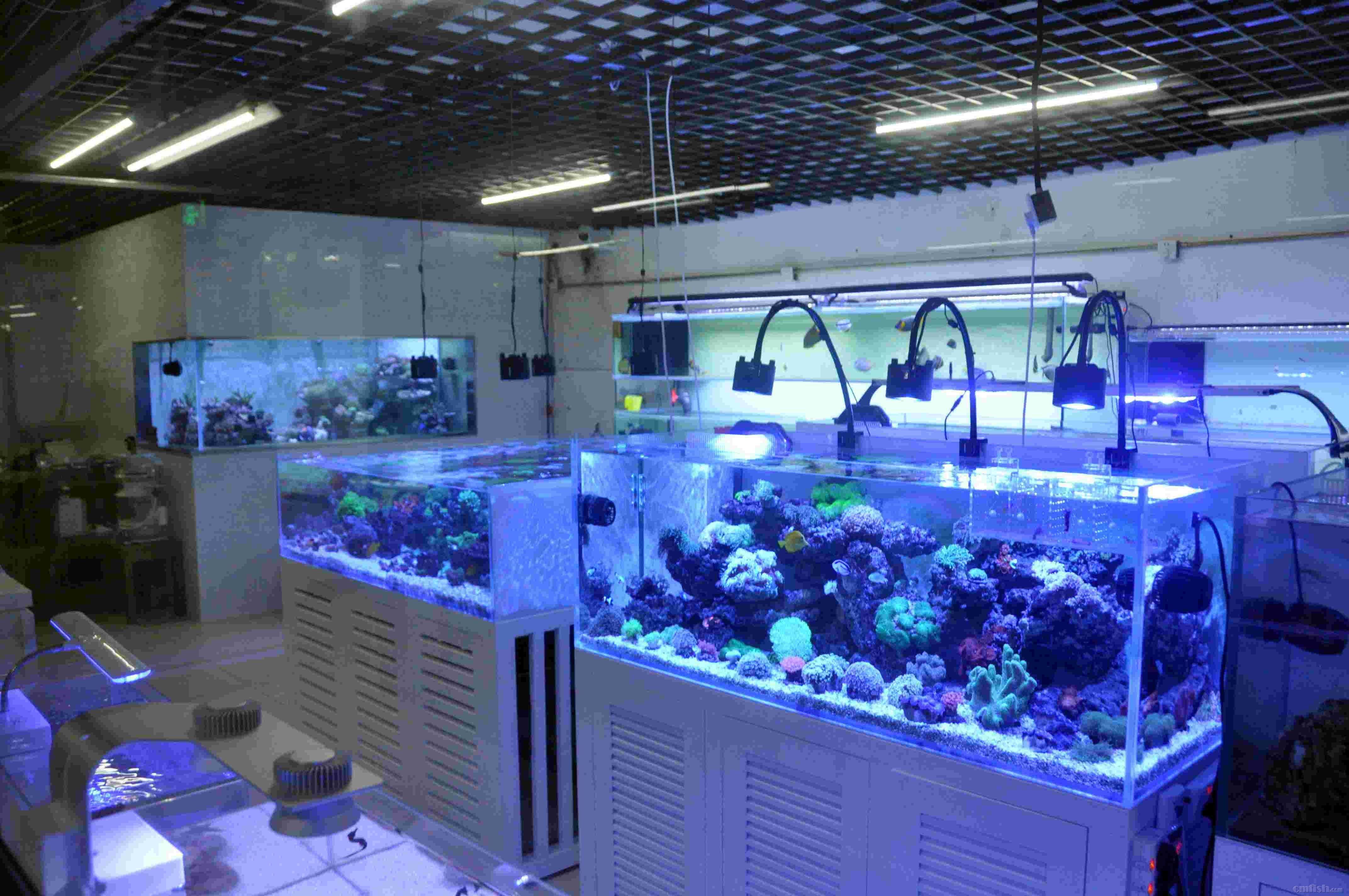 瀚翔水族~实体店现货开售