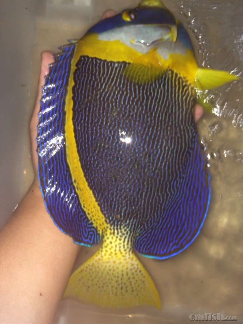 澳洲仙,美国灰仙 - 海水观赏鱼 - CMF海水观赏鱼论坛