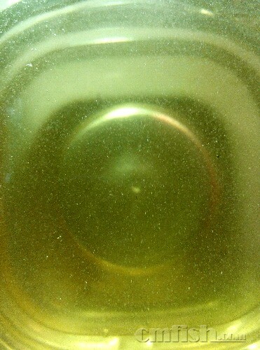 大连本地出浓缩小球藻和轮虫 - 东北地区 - CM