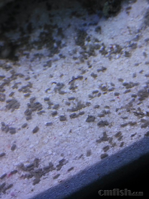 砂上这些像鱼屎一样的东西是什么呀? - ◆初学