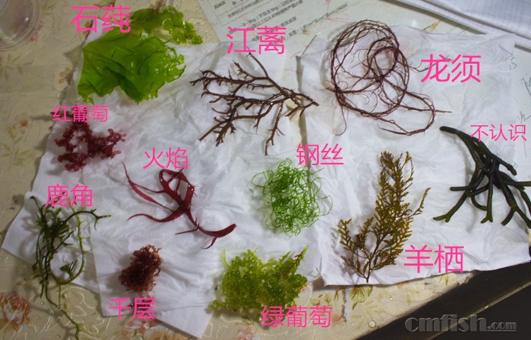 直播个11种高等藻的耐操能力 生长速度 吸收营