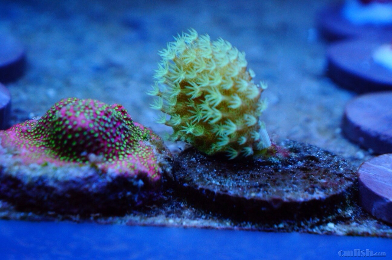 出日落瓦,恶魔糖,日皮,断肢,纽扣,野生SPS - 上