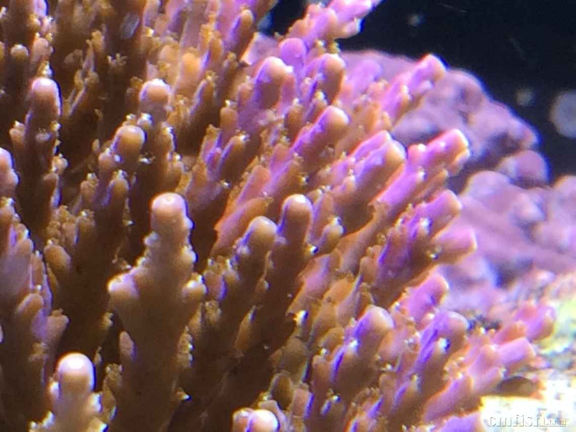 SPS突然慢慢脱骨毛开不长怎么回事,求解决