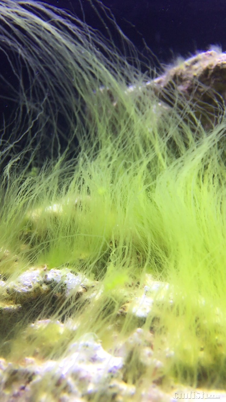 [拜托]90小鱼缸心情记录贴-8月20日更新新鱼详