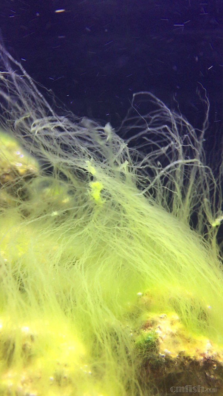 [拜托]90小鱼缸心情记录贴-8月20日更新新鱼详