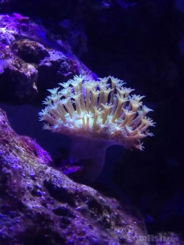 出长须菲皮,荧光绿菲皮崽,日皮,瓦努阿图皮,澳洲