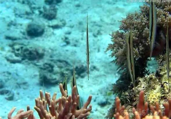 新到刀片鱼,另类群游!大森林K06-1 - 北京地区