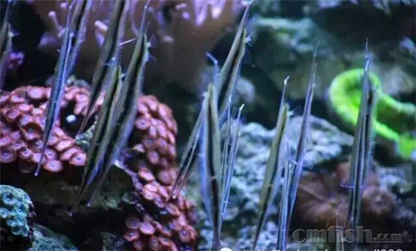 新到刀片鱼,另类群游!大森林K06-1 - 北京地区