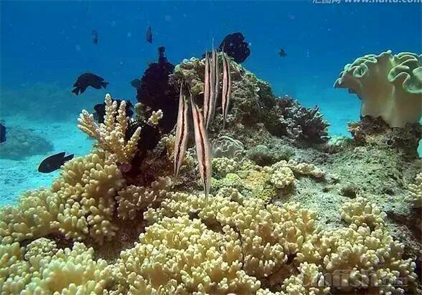 新到刀片鱼,另类群游!大森林K06-1 - 北京地区