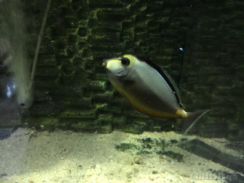 请教各位,宁波哪里鱼和珊瑚卖? - ◆初学者咨询