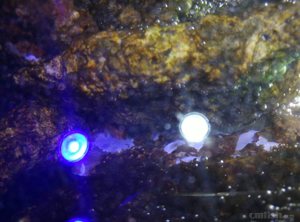 活石爆藻中 有白色像发霉的东西 是什么?有害